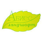 Абиес