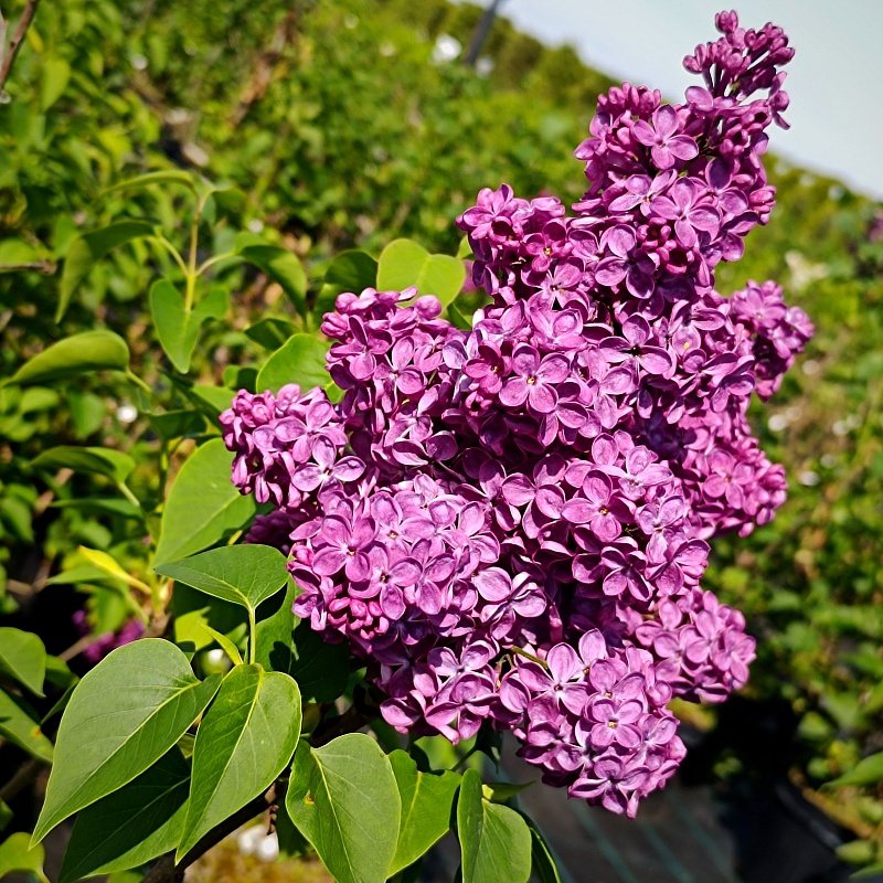 img resize 2