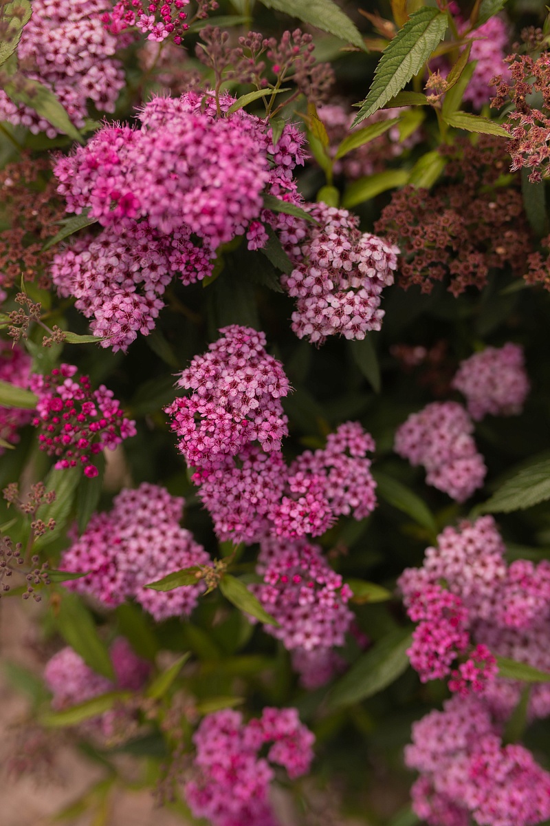 img resize 2