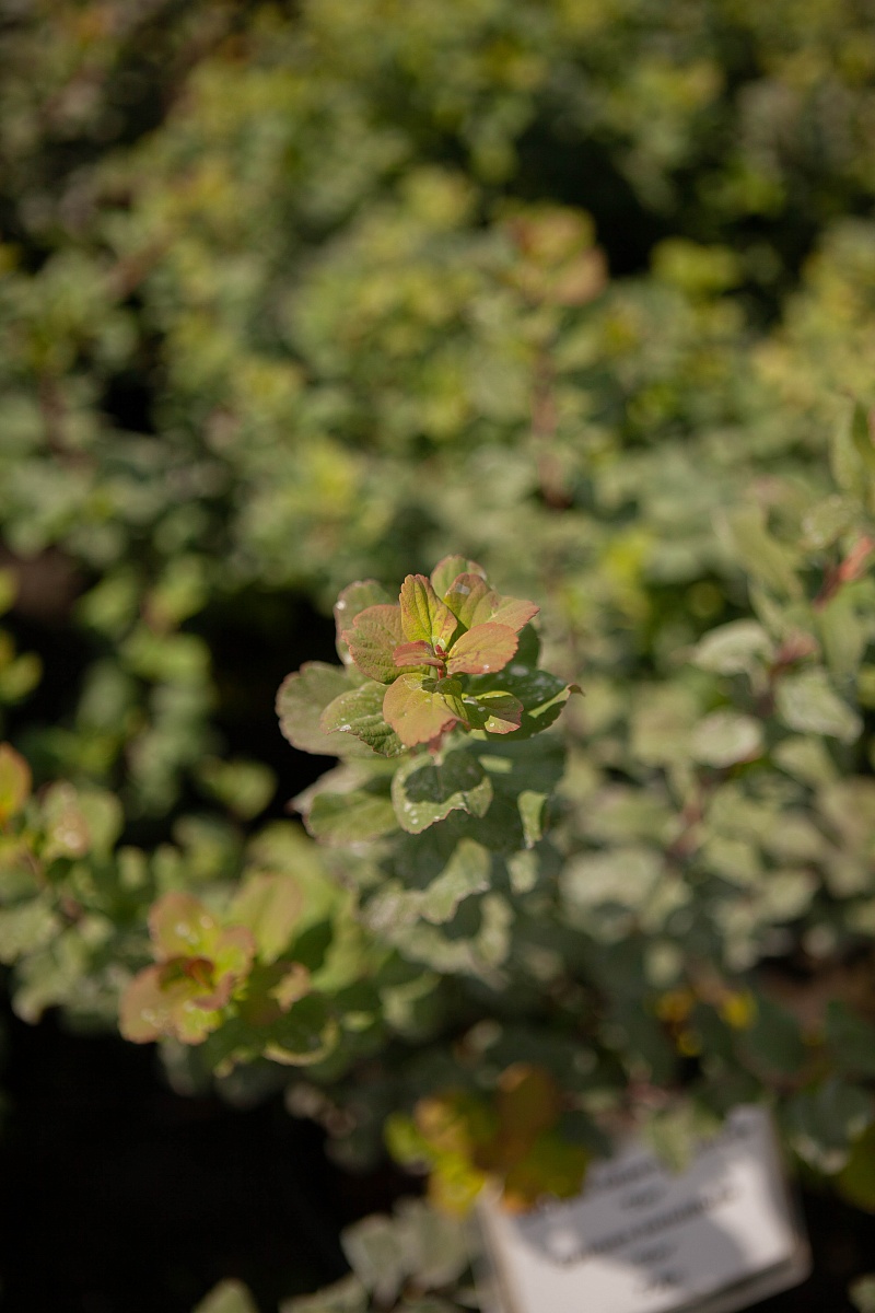 img resize 2