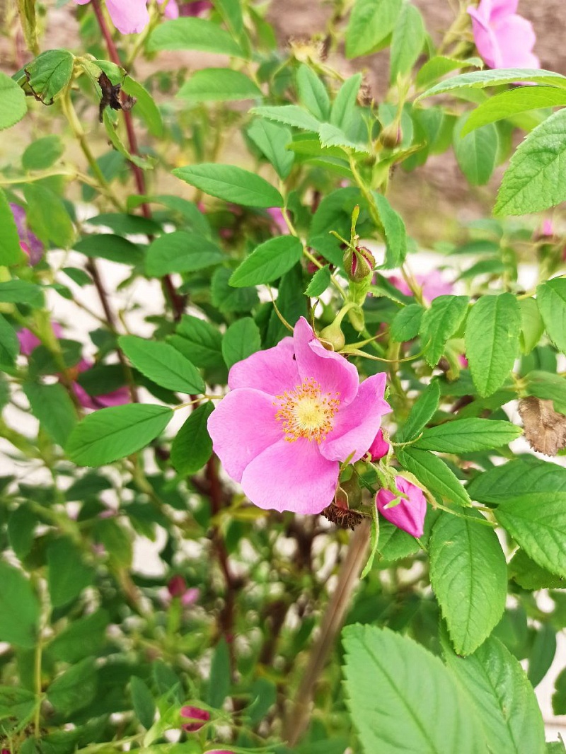 img resize 2