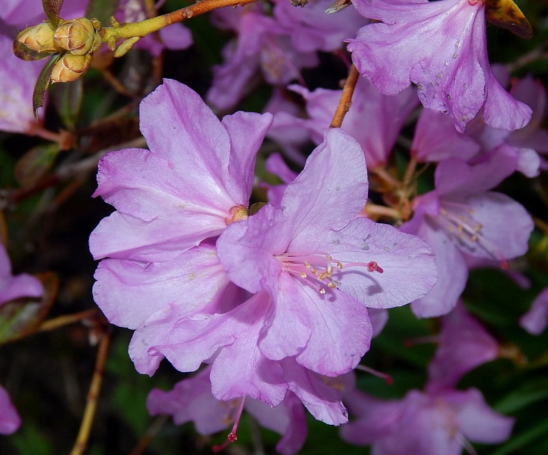 img resize 2